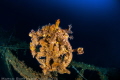   wheel Valsavoia ship wreck Positano  